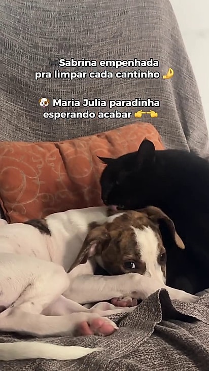 A cachorrinha adorava o cuidado da felina.