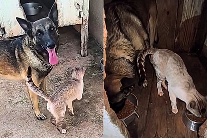 ‘Se não filmasse, ninguém acreditava’: cão Pastor Belga faz amizade com gato e separa parte da sua ração para felino