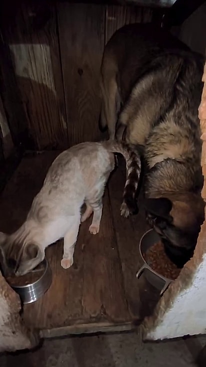 Zeus sempre cuida dos gatos que aparecem no quintal.