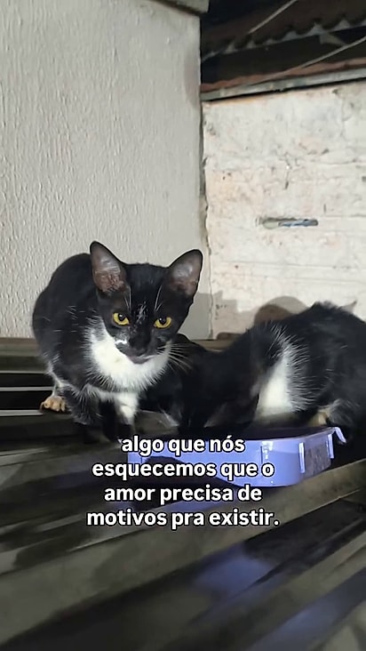 O cachorro está com uma pirâmide de gatos.