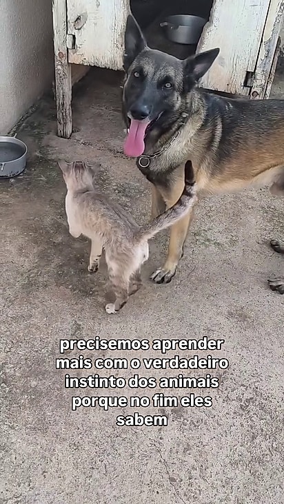 Zeus tem seu próprio gato.