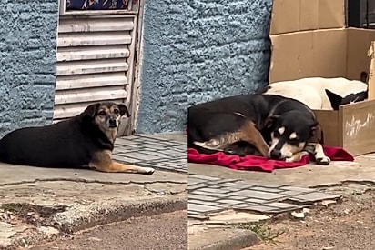 “Eles não sabem ainda, mas não vão mais dormir no frio”: Homem surpreende cães de rua com presente e emociona