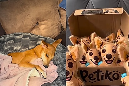 Cachorrinha caramelo que tentou parceria com marca, mas recebeu resposta que não gostaria, dá a volta por cima e conquista milhares de fãs