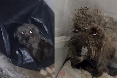 Chamada de agressiva e feia, cachorra renasce após 9 dias de amor: Ela não mudou apenas por fora