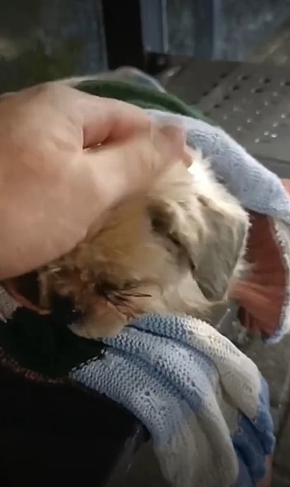 Belinha foi encontrada encolhida em um ponto de ônibus, tentando se proteger do frio e da chuva.