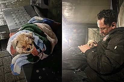 “Não consegui deixá-la ali”: Homem encontra cachorrinha abandonada na chuva e muda seu destino.