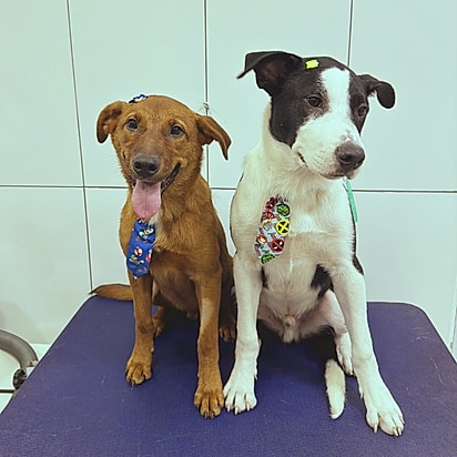 Joaquim e Nico.