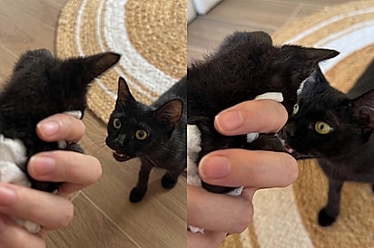 Após perder os cinco filhotes, gata conhece bebê abandonada e reação emociona milhões.