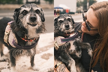 “Eu quero você”: Após 4 anos esperando por uma família, cachorrinha grisalha finalmente é escolhida.