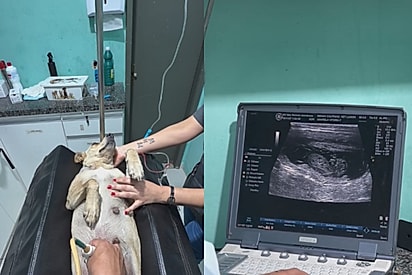 A cachorrinha está grávida de 5 filhotes.