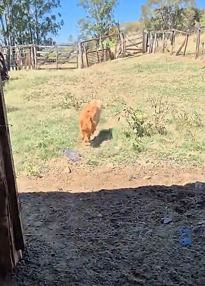Shakira conduzindo o tutor até a toca onde deu à luz.