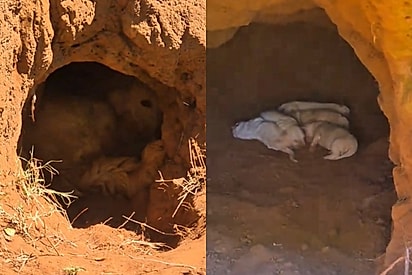 Após cavar toca para dar à luz, cadela Shakira transforma fama dos filhotes em solidariedade.