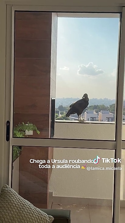 A ave escolheu a churrasqueira como ninho.
