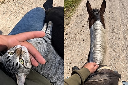 “Meu herói anda a cavalo”: Homem encontra gatinha ferida em estrada e ajuda a salvar sua vida