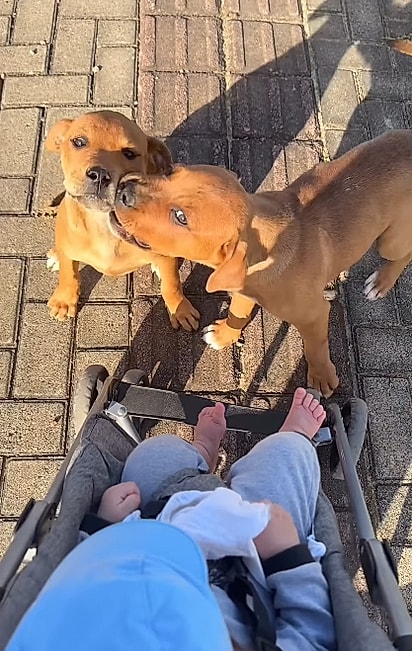 Os cãezinhos se encantaram com o bebê.