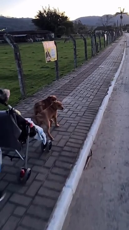 A família levou os cãezinhos de volta para casa.