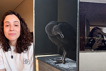 Casa nova e um urubu que a lei não me permite despejar: Moradora descobre que vai ter que dividir imóvel com ave