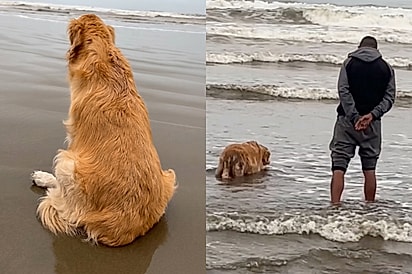 Idosa e nos seus últimos momentos de vida, cachorrinha golden que amava o mar se despede de família no lugar que mais queria estar.