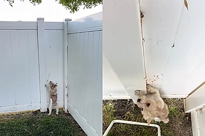 Bom garoto!: Cachorro alerta dono sobre algo estranho acontecendo no muro - era uma vida precisando de ajuda 