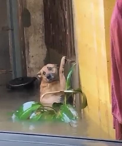 A cachorrinha se agarrou à grade da janela para tentar se salvar.