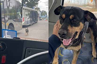 “Ele escolheu o amigo”: Vira-lata procura ônibus por ônibus até encontrar motorista favorito e fazer festa.