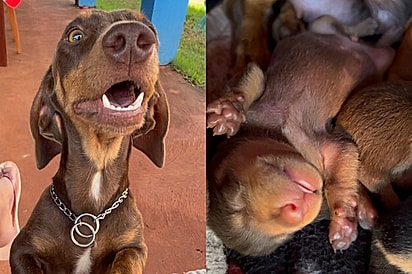 “Paixão não leva a nada”: Cachorrinha foge para encontrar pinscher e vira mãe de cinco filhotes.