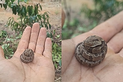 “O perigo da roça!”: Homem pensa ter encontrado cobra venenosa, mas internautas revelam a verdadeira identidade da serpente