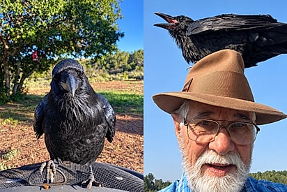 Idoso estava acostumado a viver sozinho, até que um corvo apareceu para lhe fazer companhia: Ele me anima