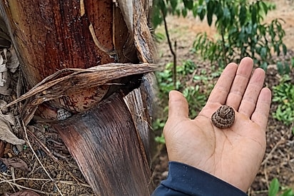 “Não acredito que peguei com a mão”: Homem descobre que animal que encontrou não era o que imaginava