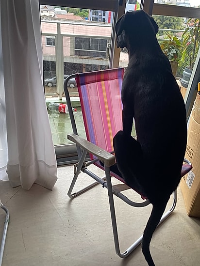 Apóllo ficou grande demais para o apartamento.