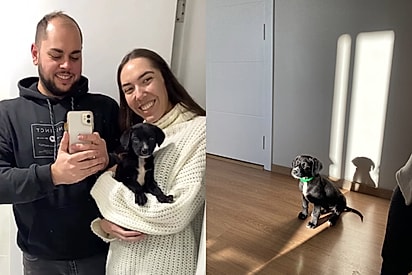“Pode levar, não vai crescer muito”: Casal adota filhote sem imaginar o tamanho que pet atingiria