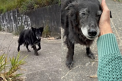 “Imagine sentir frio no abandono?”: idosinho é resgatado em dia chuvoso e ganha uma família para sempre.