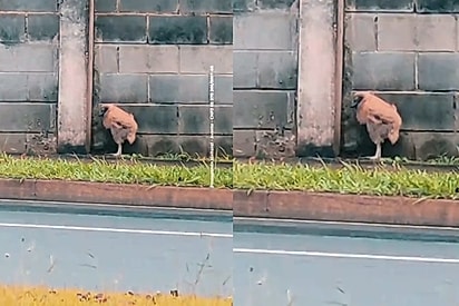 Mesmo com mais de 50 animais em casa, moça atende pedido de filhote que estava há dois dias sozinho no mesmo lugar