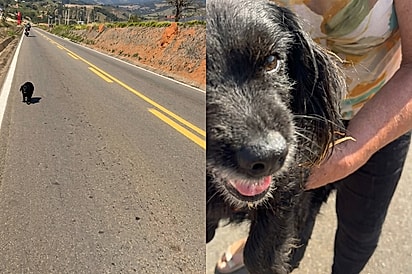“Veja o que encontrei no asfalto”: mulher para o carro ao ver pontinho preto na estrada e descobre cachorrinha perdida.