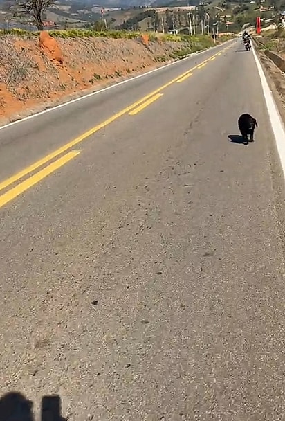 Mel foi encontrada sozinha, caminhando sem rumo pelo meio da estrada.