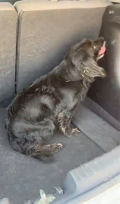 Larissa resgatou a cachorrinha.