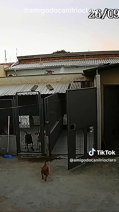 Os animais vivem em lar temporário.