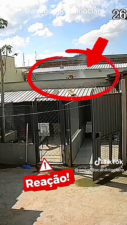 Os animais estão sob pressão com os barulhos.