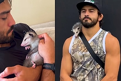 Atleta de MMA descobre que nasceu para cuidar de filhotes de gambá e história emociona