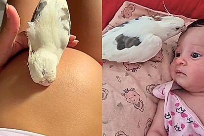 De protetor de barriga a guardião do berço: calopsita “choca” gravidez de tutora e viraliza ao defender bebê