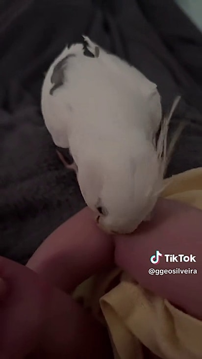 Chico é muito protetor com a sua mini humana.