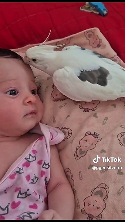A calopsita está sempre perto de Layla.