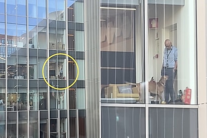 De muito longe, mulher flagra como funcionários tratam cachorro em escritório e cena viraliza