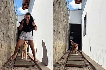 Jovem cria memória eterna em sua casa ao deixar suas cachorrinhas goldens marcarem cimento com suas patinhas 