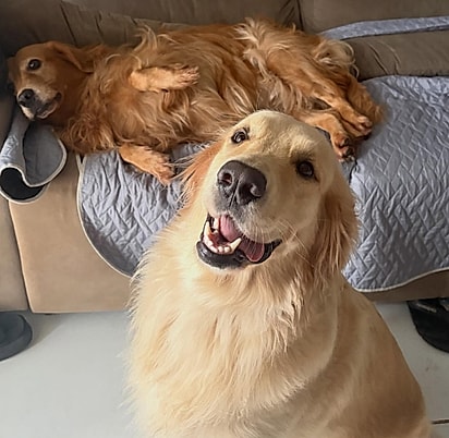 Aurora e Zoe, duas cadelas da raça golden retriever. 