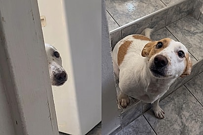 “Quem é você?”: Cachorrinho com Alzheimer canino olha tutor de canto de olho, pensa que ele é invasor e avança ao vê-lo na porta.