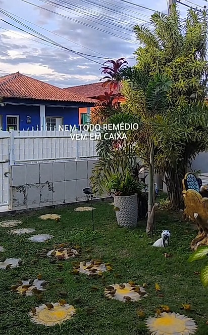 Manter o local limpo é essencial para proteger a saúde dos passarinhos e tornar as visitas mais seguras.