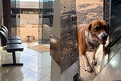 “O funcionário que menos falta”: Cachorrinho descobre emprego da tutora e decide bater ponto todos os dias.