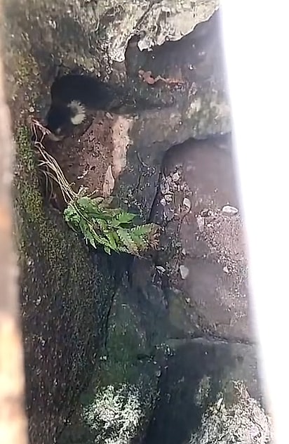 O que havia caído ali não era um gato, mas uma patinha.