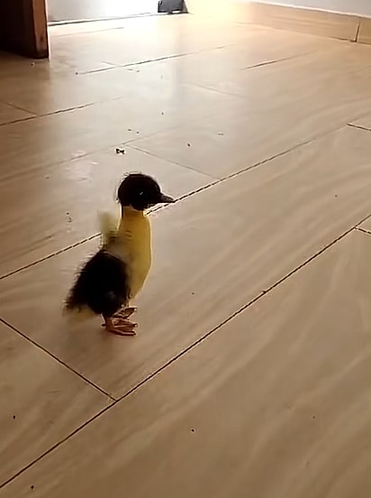 A patinha foi adotada pela família. 